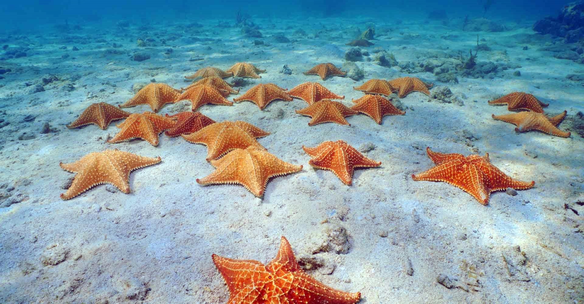 Bocas del Toro | LAT.40