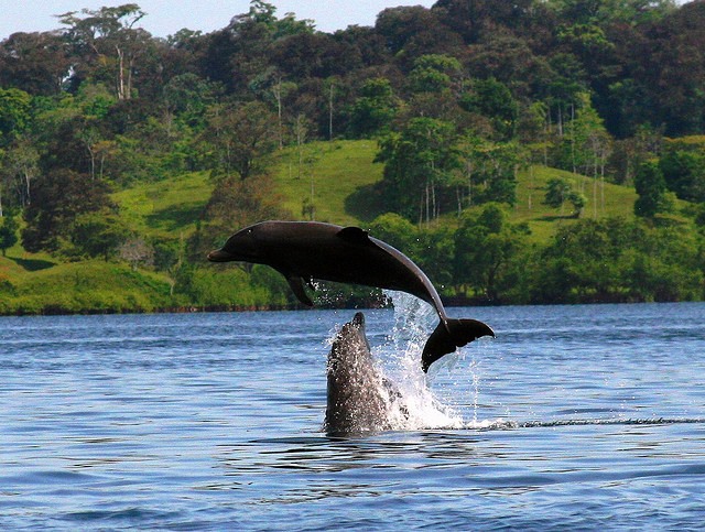 Bocas del Toro | LAT.40