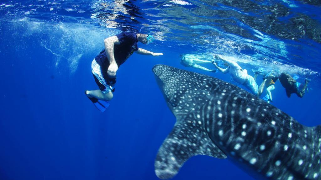 Blue Marlin Beach Hotel en Diani Beach