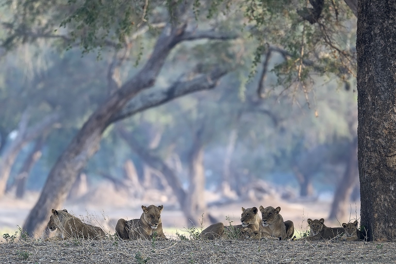 Mana Pools | LAT.40