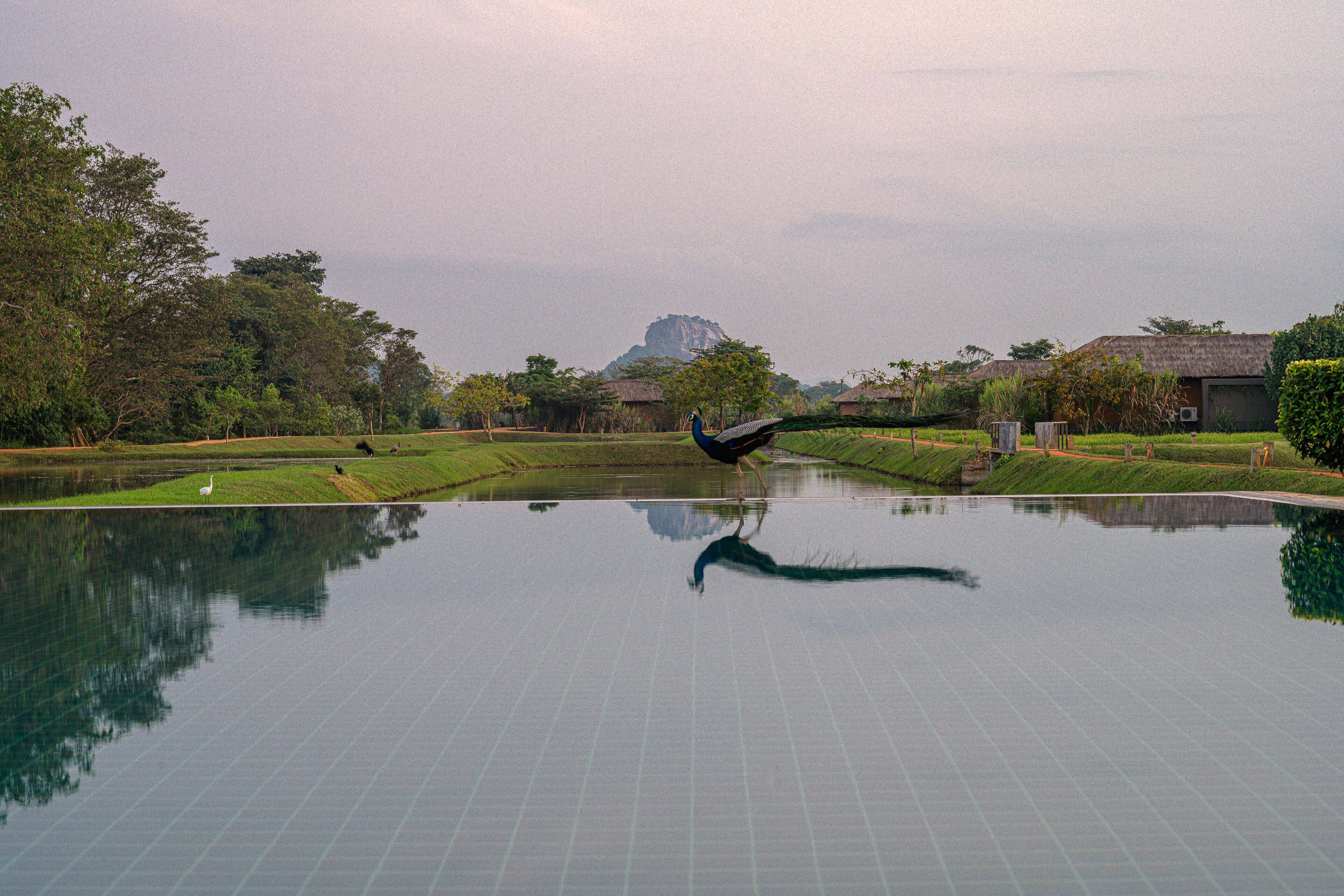 Water Garden Sigiriya en su destino
