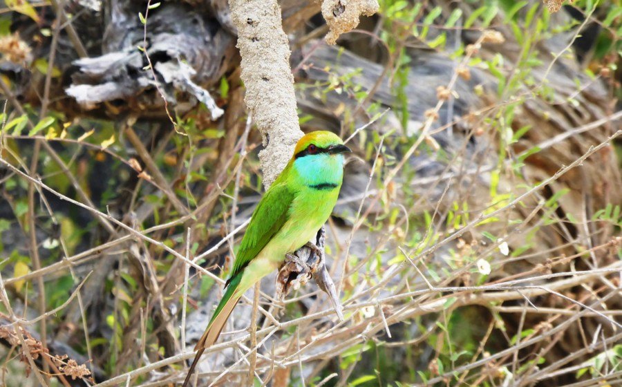 Wild Coast Tented Lodge en Yala