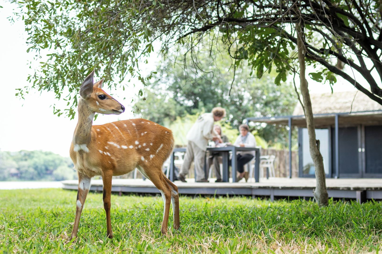 Chundu Island en Victoria Falls
