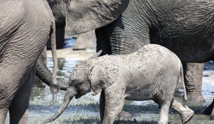 Somalisa Camp en Hwange