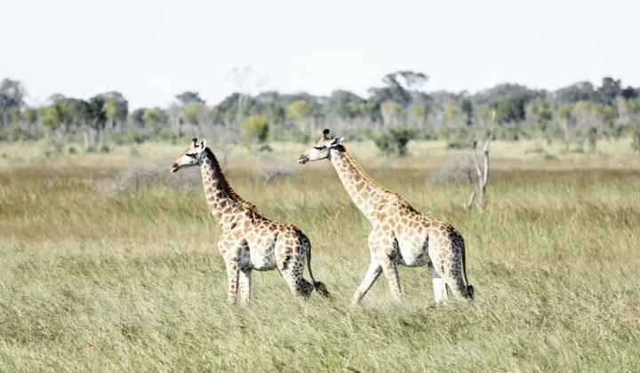 Somalisa Camp en Hwange