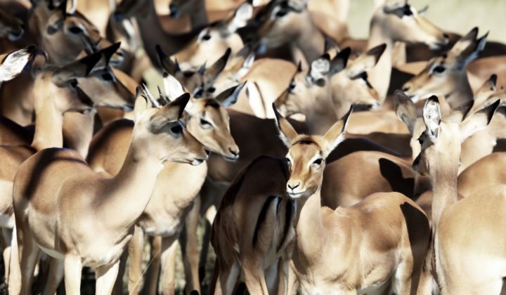 Somalisa Camp en Hwange