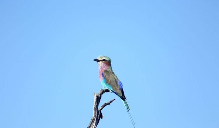 Somalisa Camp en Hwange