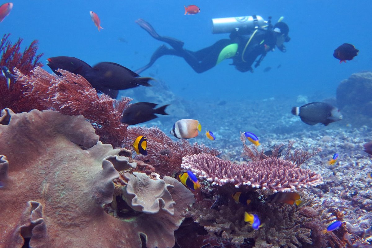 Tiger Blue en Raja Ampat