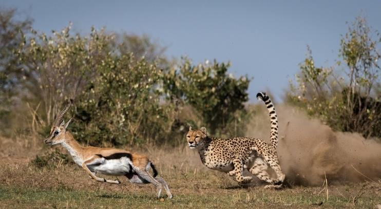 Elewana Tortilis Camp en Amboseli