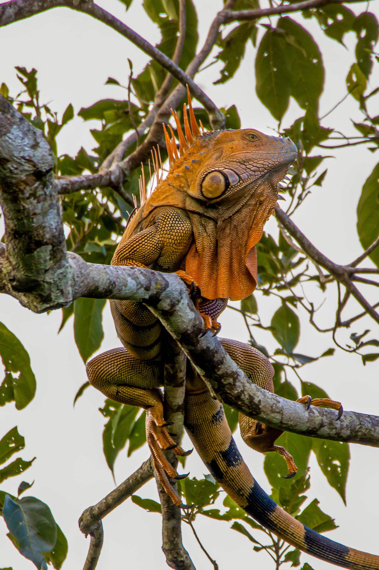 Tifakara Boutique en Arenal