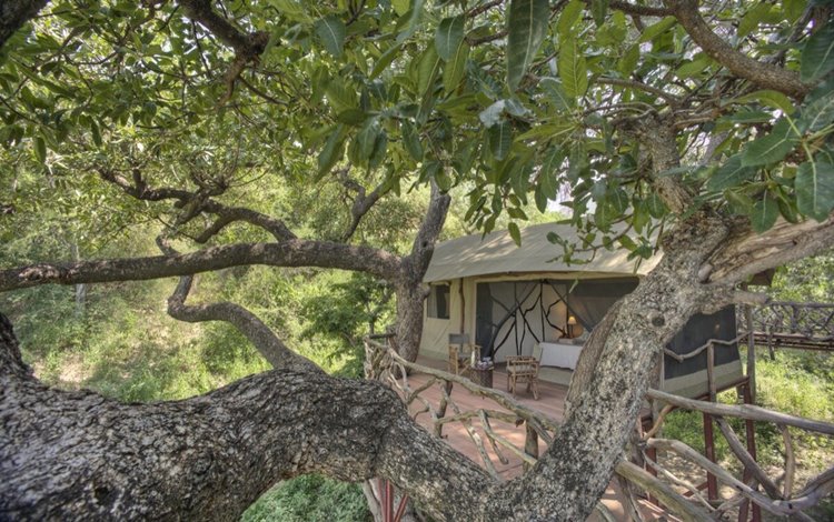 Sarara Treehouses en Namunyak Wildlife Conservancy
