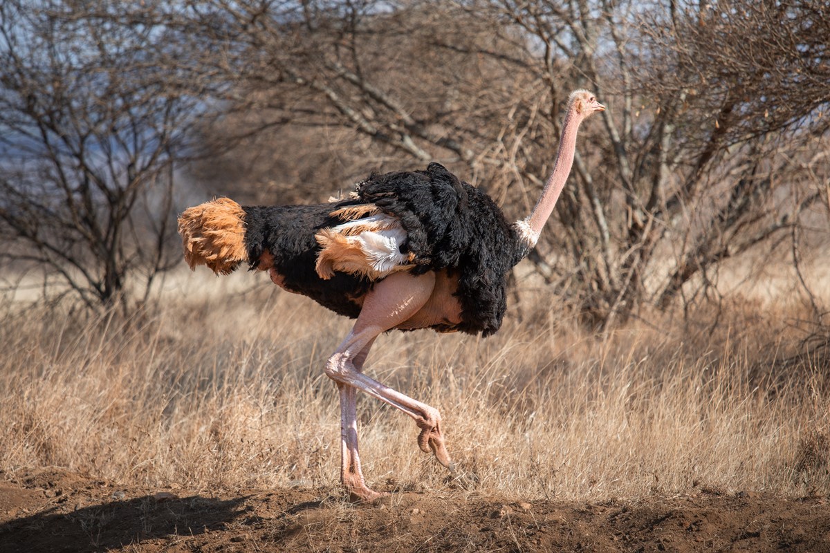 Severin Safari Camp en Tsavo West