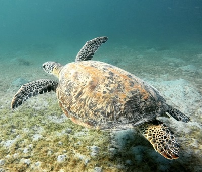 Barco privado Island Hopping en Filipinas General