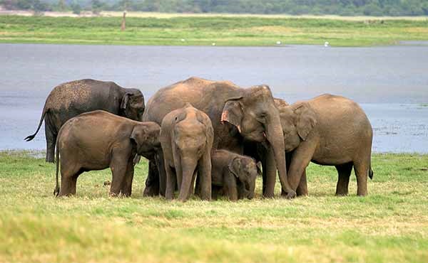 Sri Lanka diseñado por LAT.40