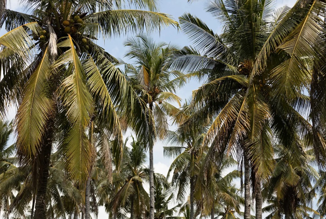 BASK Gili Meno en Islas Gili