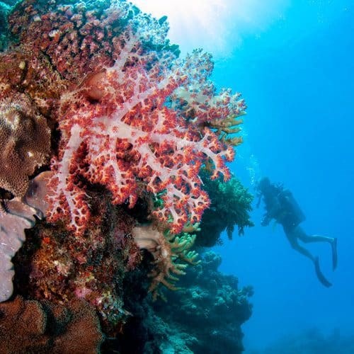 Live Aboard 2 noches