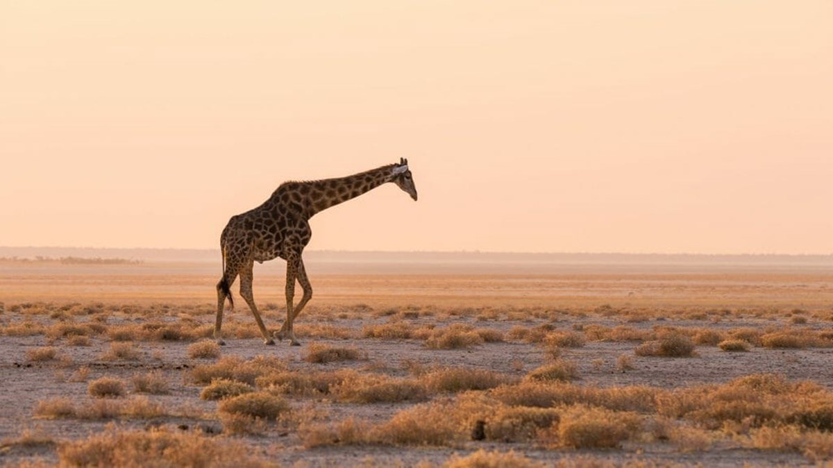 Etosha Parque Nacional 