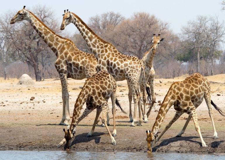 Gonarezhou National Park | LAT.40