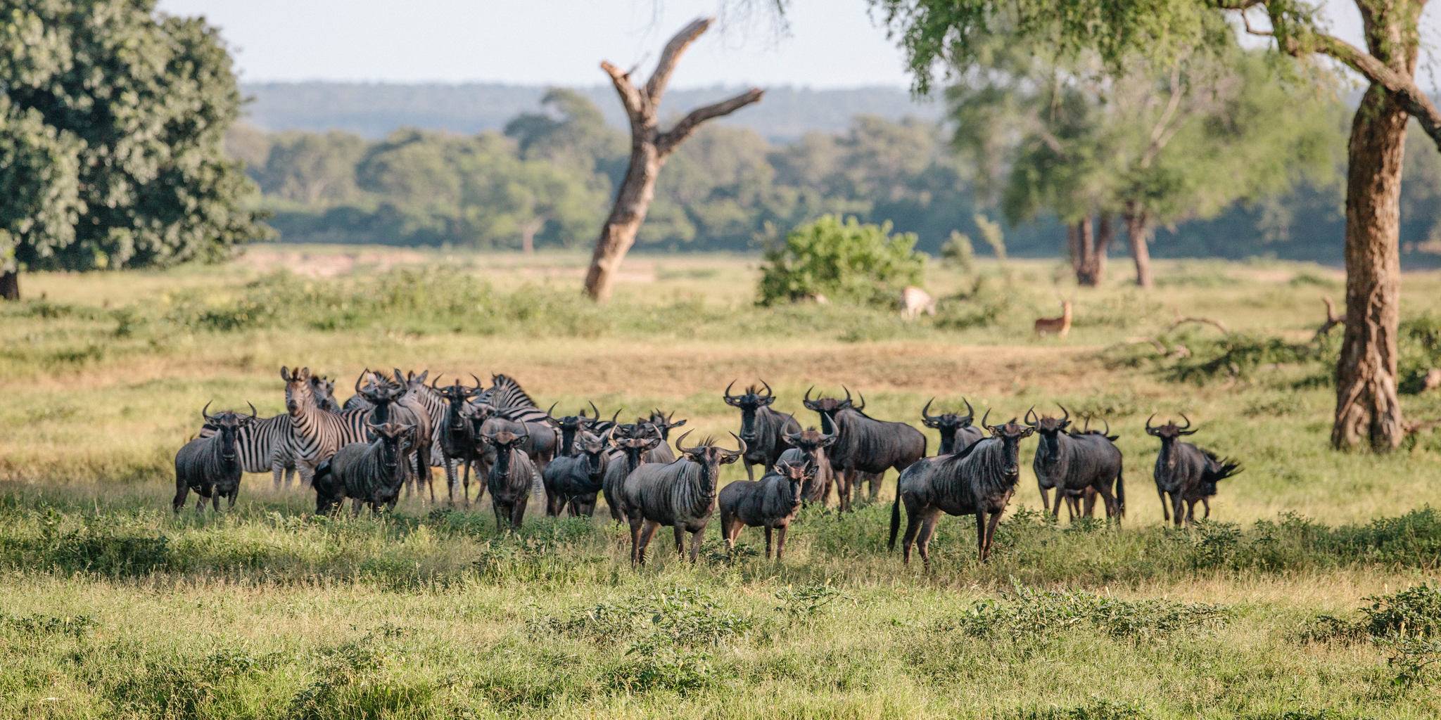 Gonarezhou National Park | LAT.40