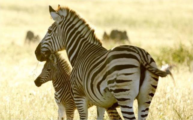 Somalisa Acacia Camp