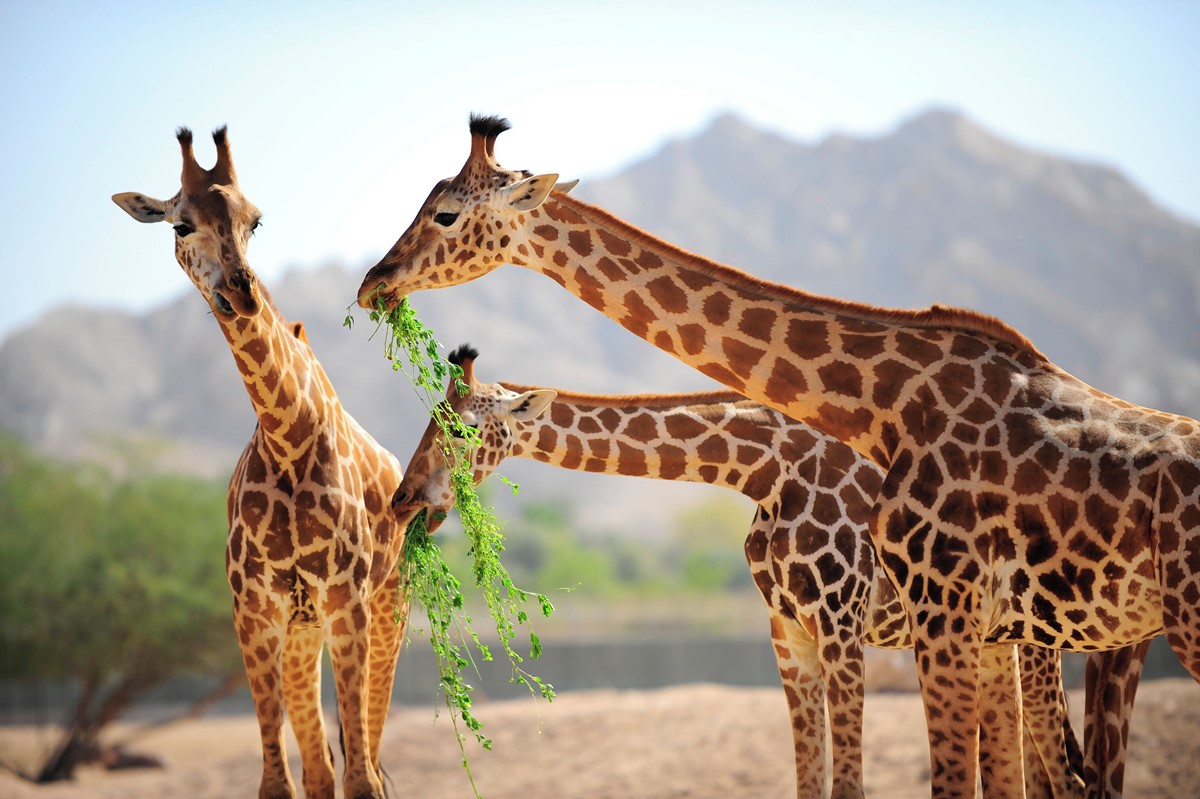 Novotel Nairobi Westlands en Nairobi