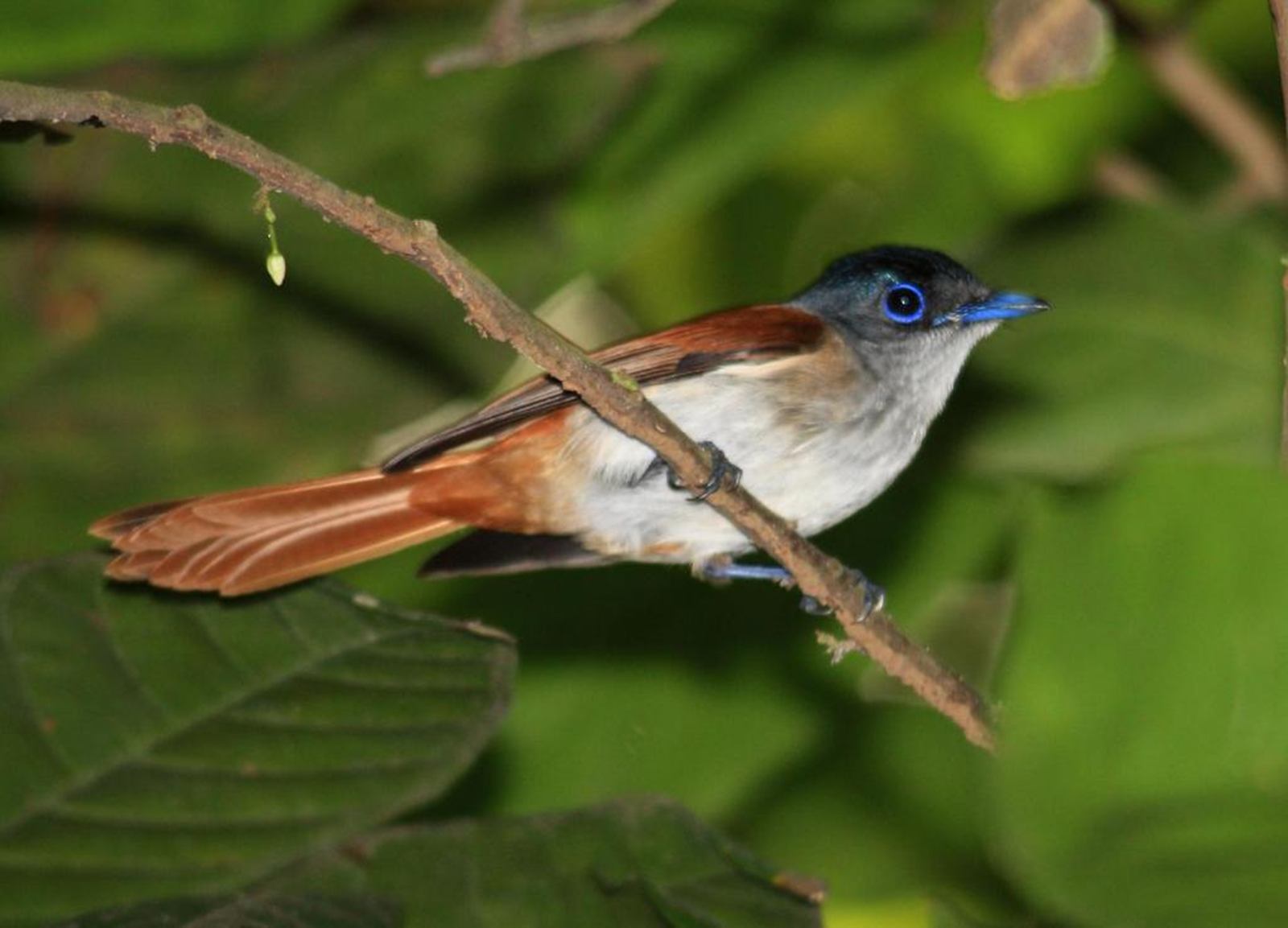 Mucumbli en Santo Tome